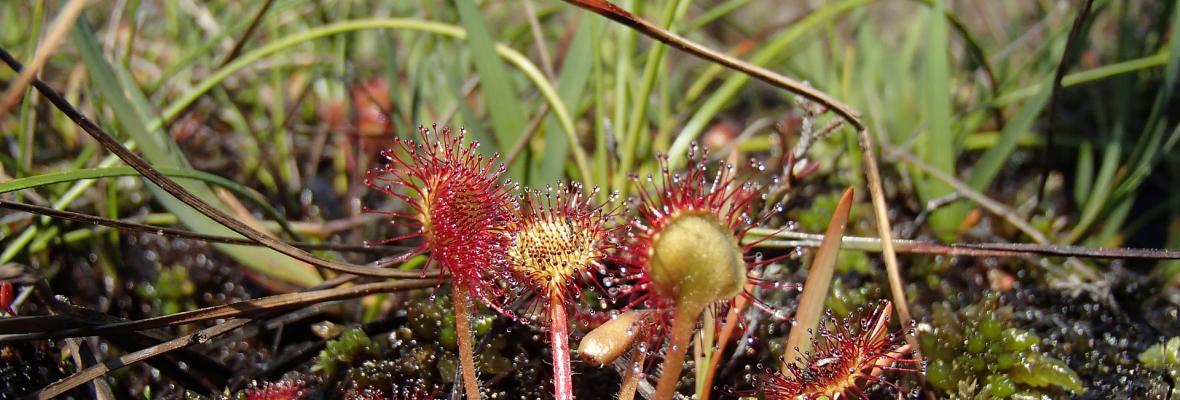 Droséra petite plante carnivore