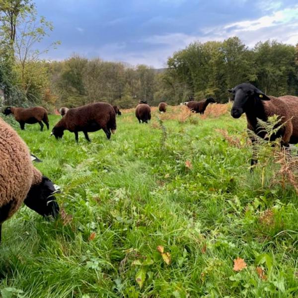 La Transhumance au bord de Semoy