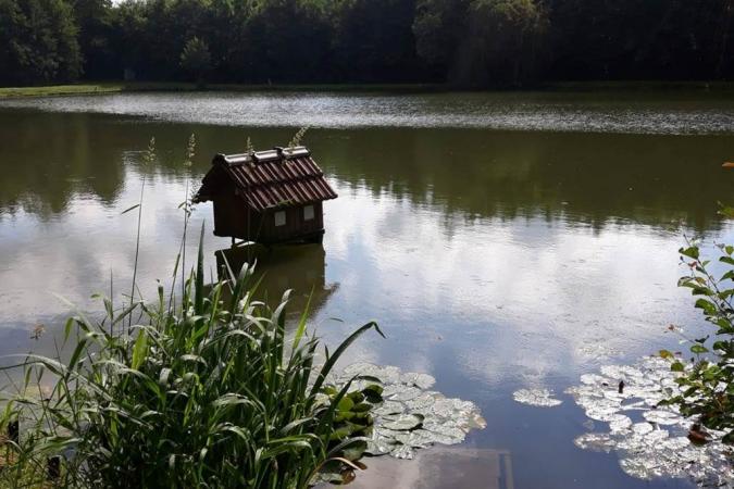 Chambres d'hôtes dans un ancien moulin, étang de 75 ares, pêche - Lonny - Ardennes