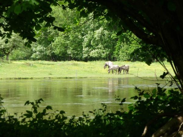 chevaux